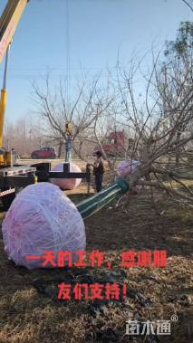 25公分金叶复叶槭