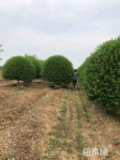 高度300厘米卫矛球