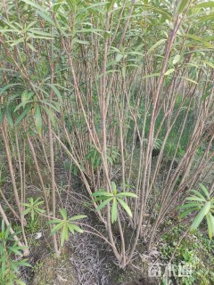 高度180厘米夹竹桃