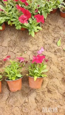 高度5厘米矮牵牛