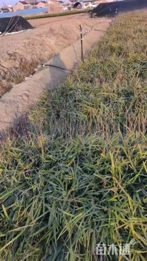 高度25厘米兰花