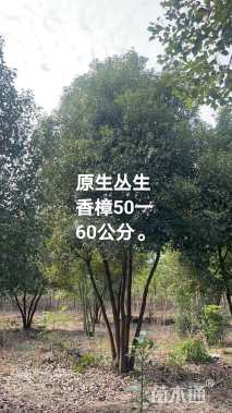 60公分(5杆)丛生香樟