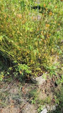 高度120厘米棣棠