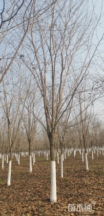 高度500厘米大红花