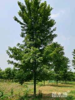 15公分美国红枫