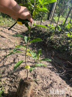 高度60厘米木荷小苗