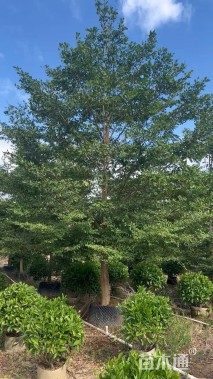 10公分小叶榄仁