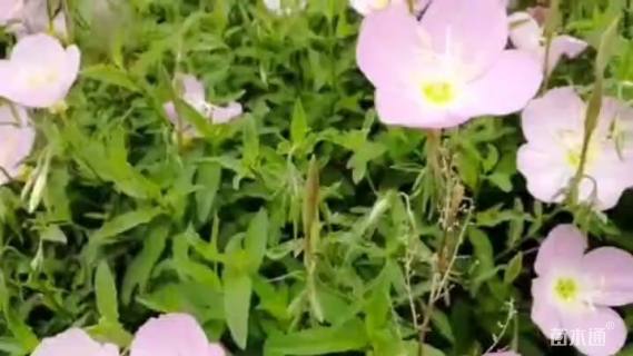 高度20厘米美丽月见草