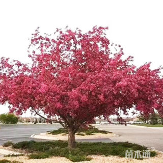 8公分红宝石海棠