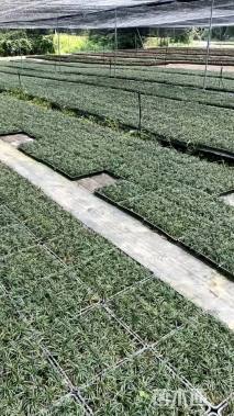 高度5厘米玉龙草