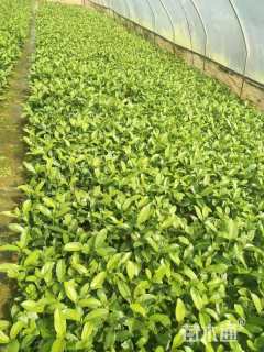 高度20厘米萼距花