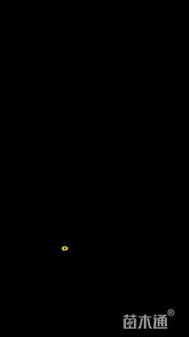 高度28厘米国庆菊