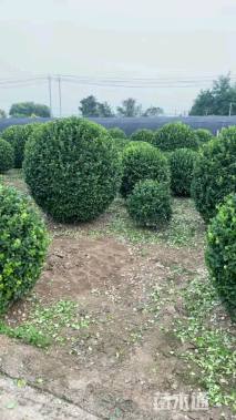 冠幅180厘米卫矛球