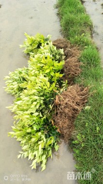 高度30厘米金森女贞小苗