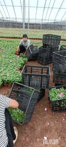 高度15厘米非洲凤仙