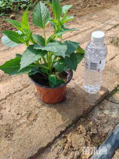 高度15厘米大丽花