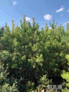 高度200厘米樟子松