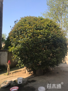 15公分桂花