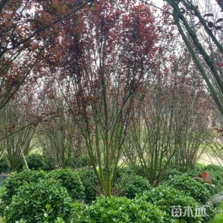 高度450厘米丛生紫叶李