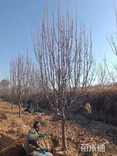 12公分八棱海棠