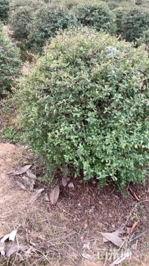 冠幅110厘米火棘球