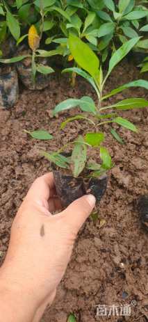 高度40厘米宿根福禄考