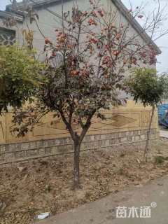 12公分柿树