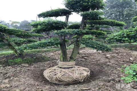 15公分造型小叶女贞