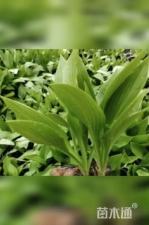 高度35厘米玉簪