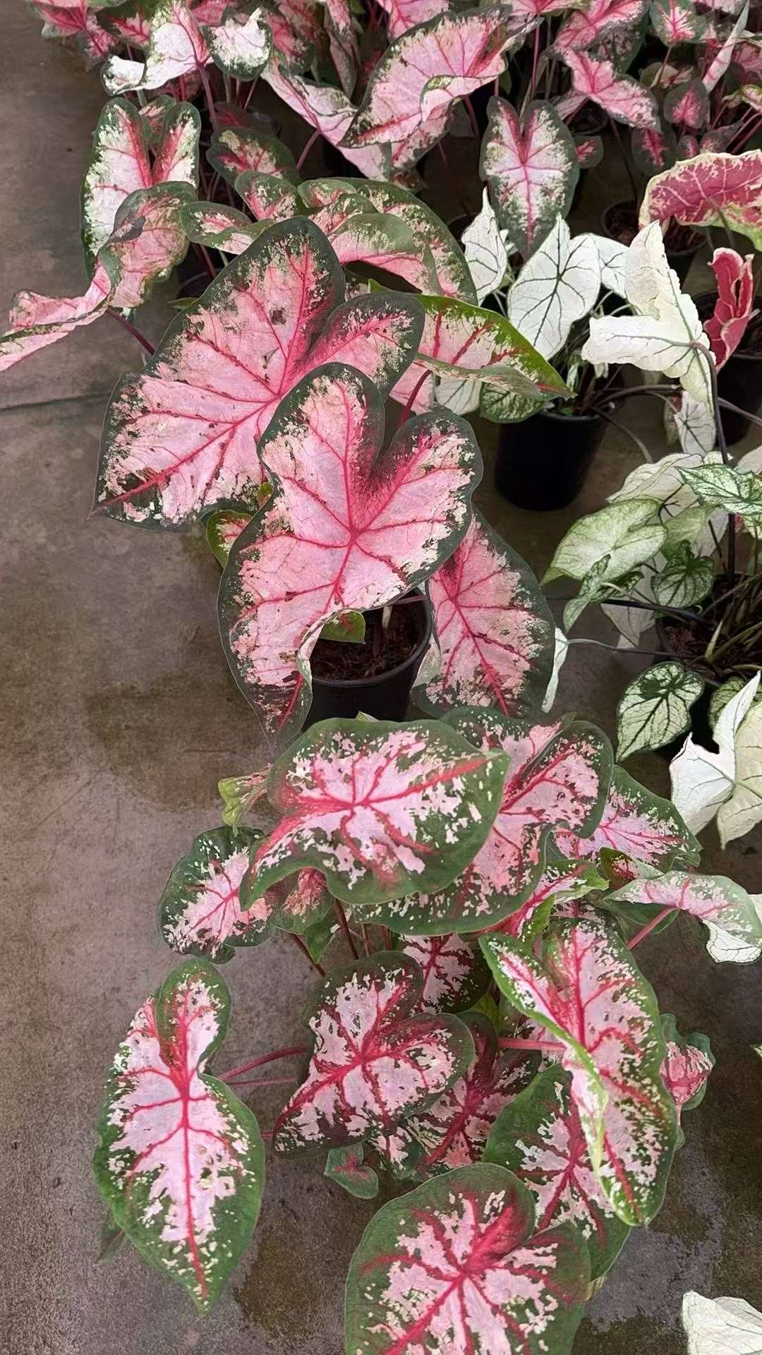高度20厘米彩叶芋