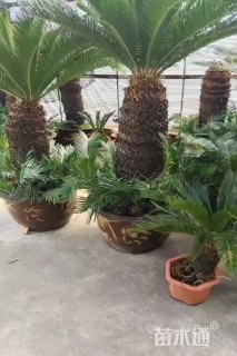 裸干高80厘米苏铁