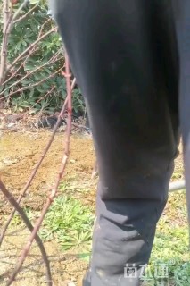 高度150厘米红枫小苗