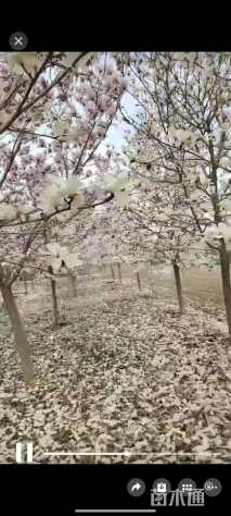 原生苗玉兰