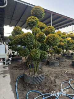 冠幅300厘米小叶女贞球