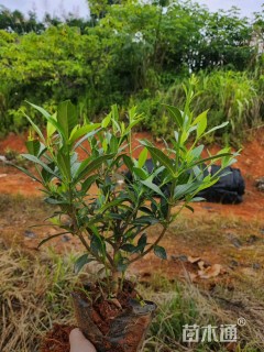 高度40厘米中叶栀子