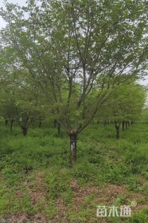 16公分染井吉野樱