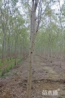 10公分金丝垂柳