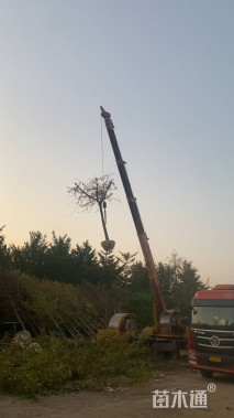 10公分嫁接银杏