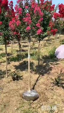 0.1公分红火箭紫薇