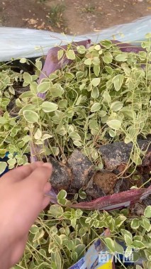高度40厘米花叶蔓长春