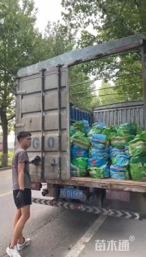 高度50厘米马鞭草