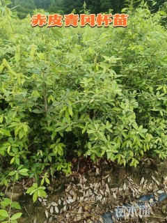 高度40厘米赤皮青冈