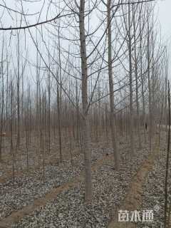 10公分107速生杨