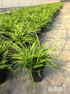 高度20厘米吉祥草