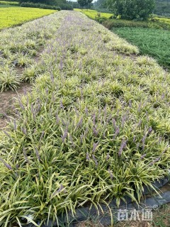 高度20厘米金边麦冬