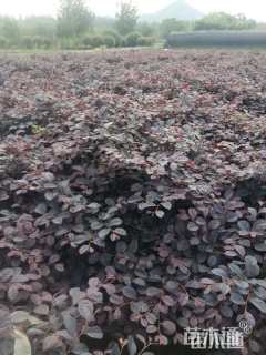 高度40厘米红花继木小苗