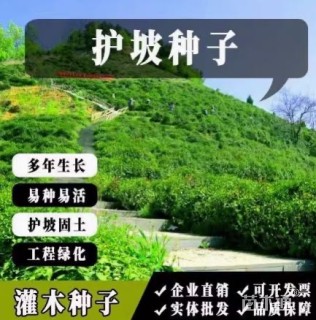 刺槐种子