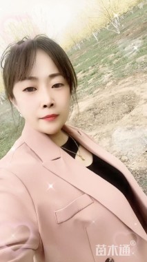 13公分黄金槐