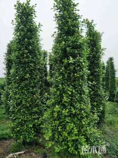 高度200厘米造型火山榕