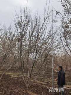 高度500厘米丛生茶条槭